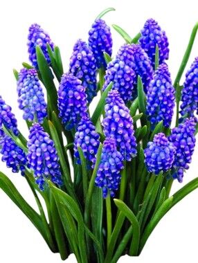 Organic Purple Grape Hyacinth Flower Seeds, 20 Count